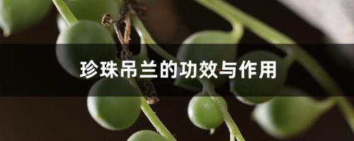 珍珠吊兰的功效与作用