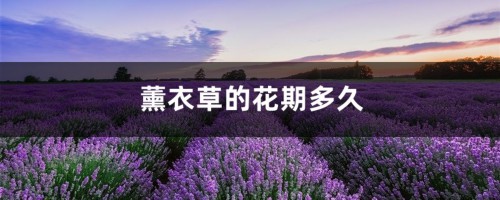 薰衣草的花期多久